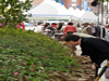 Daegu Yangyeongsi Herb Medicine Festival