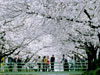 Jinhae Gunhangje Festival