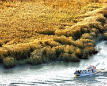 Suncheon Bay Reed Festival