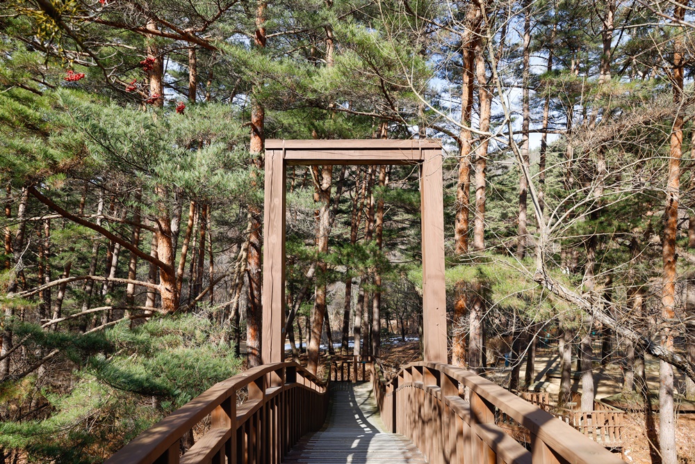 The National Botanic Garden of Korean Native Plants allows visitors to enjoy a green pine forest even in winter. (Korea Tourism Organization) 