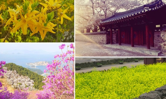 K-pop songs I think of when seeing spring flowers in Korea