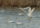 Gunsan International Migratory Bird Festival 