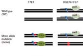 Researchers develop new genetic analysis technique