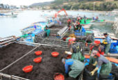 Seaweed finds a place on tables around the world