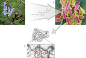 Flavonoids can become the new antibiotics: scientists 