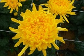 New tech analyzes chrysanthemum DNA