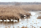 Seosan's Cheonsuman Bay is Korea's best bird-watching destinations