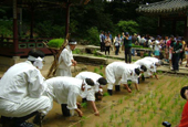 King's rice planting to be reenacted