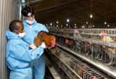 Korea, Comoros boost poultry cooperation