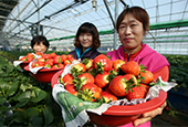 Korean strawberries to be exported to Vietnam