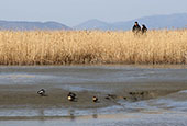 Suncheon, a city of a thousand cranes