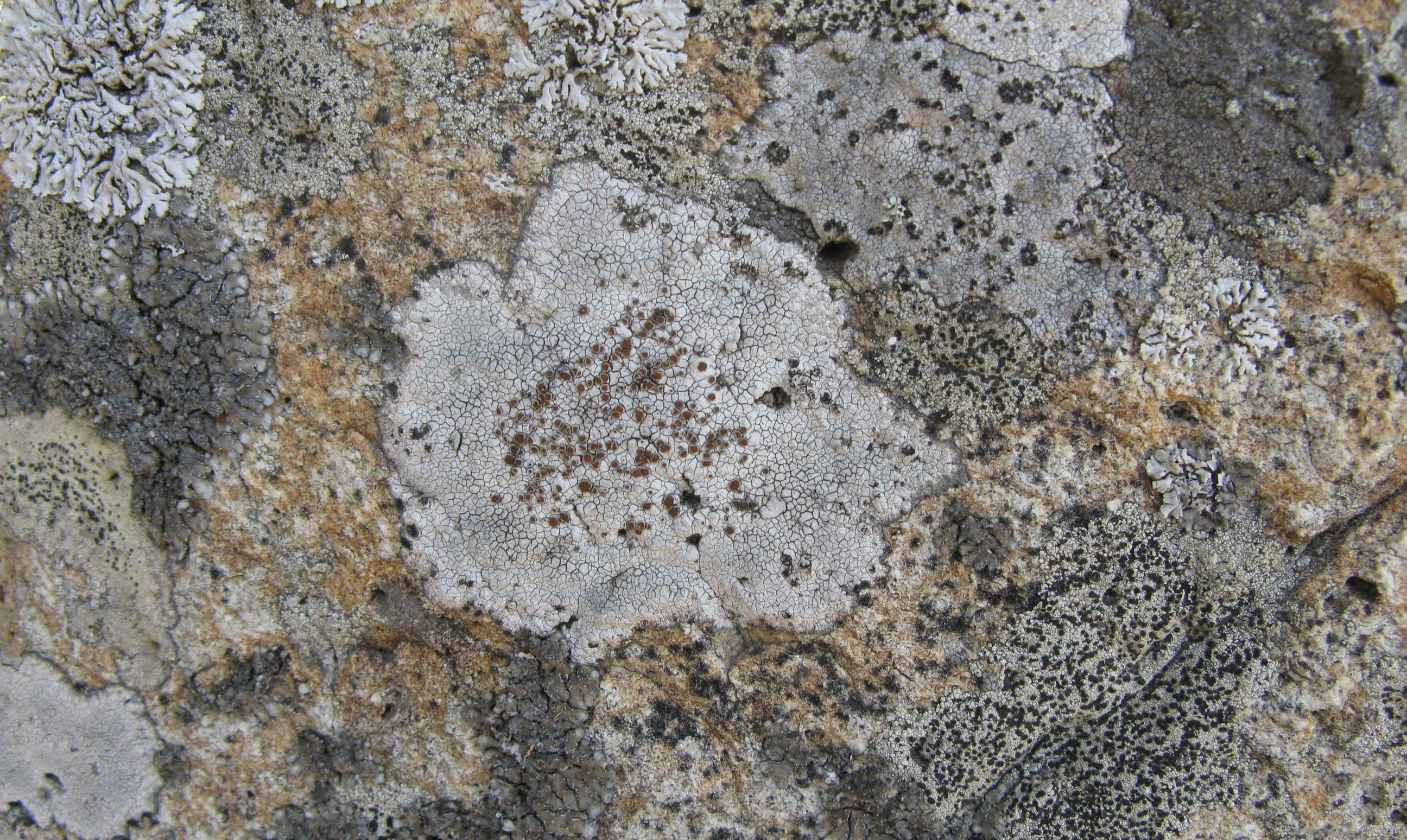 Lichen specimens donated to the Korea National Herbarium