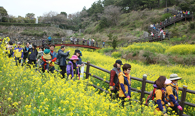 Spring has sprung along Jeju's canola trails