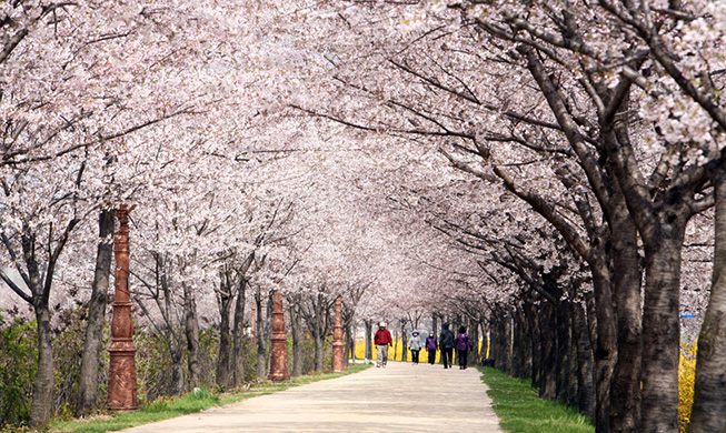 Seoul announced official spring flower trails