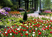 Spring festival in Garden of Morning Calm 