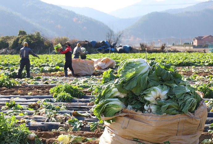 Busy cabbage field for kimchi-making season