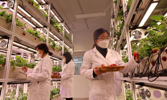 Growing strawberries at downtown smart farm