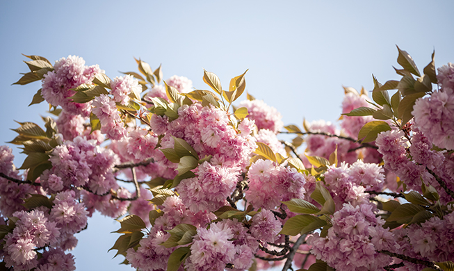 Spring flowers make grand entrance at all national parks