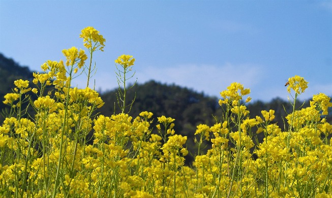 Seeing canola flowers in Hoeryongpo Village in spring