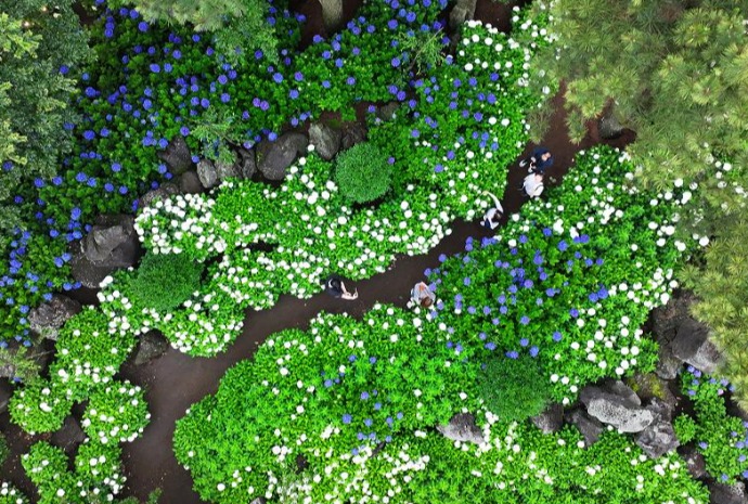 Summer walk along hydrangea waves