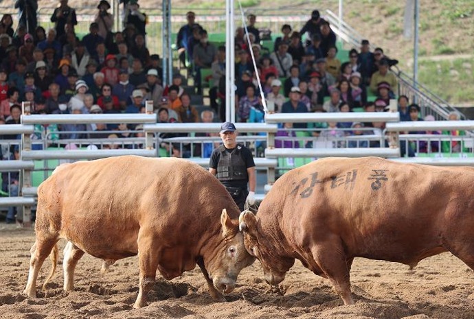 National Folk Bullfighting Competition