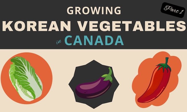 Growing Korean vegetables in my Canadian home garden (Part 1)