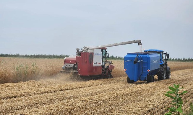 Harvesting fodder on reclaimed land Saemangeum