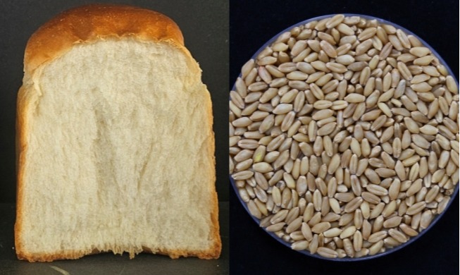 Wheat type with faster output cycle allows 4 harvests per year