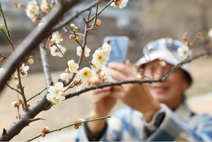 Plum blossoms signal start of spring along Seoul stream