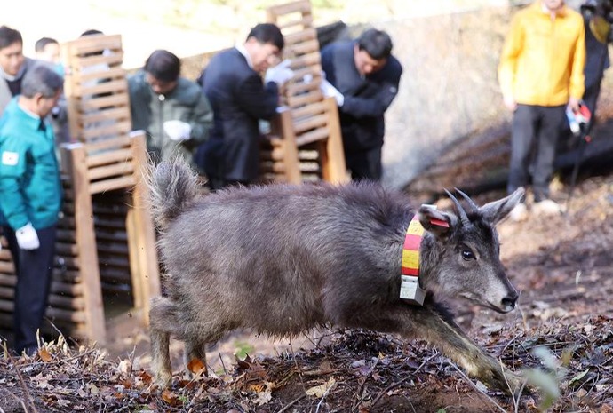 Endangered mountain goats returned to nature