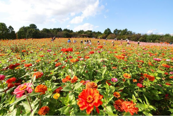 Chrysanthemum festival in Incheon amid deepening autumn
