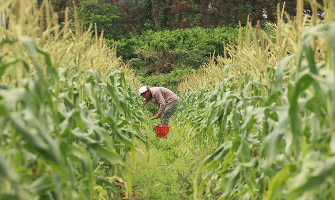 New AI-based software can predict optimal harvest times for seeds
