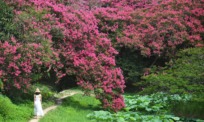 [Korea in photos] Garden zinnias blossom despite heat wave