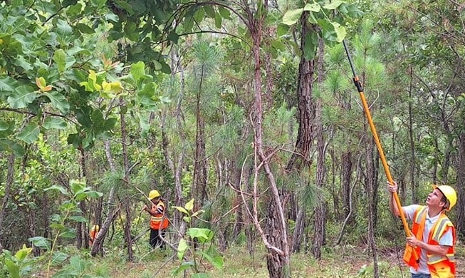 Seoul to kick off forest restoration projects with Latin American partners