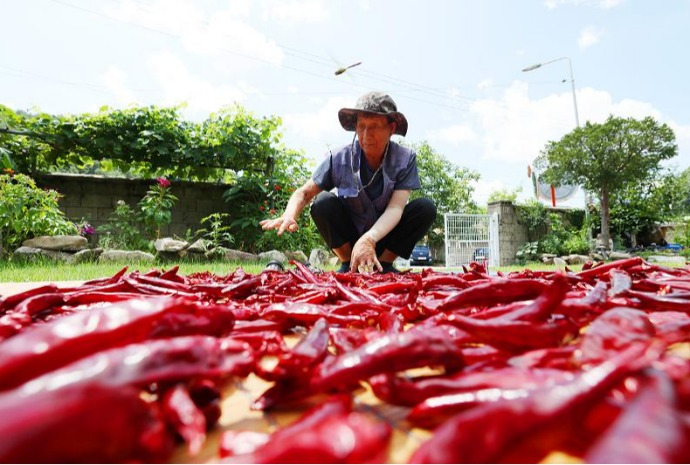 Drying red chili peppers before fall