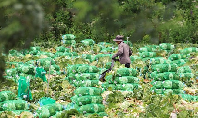 Harvesting cabbage around Daegwallyeong Pass