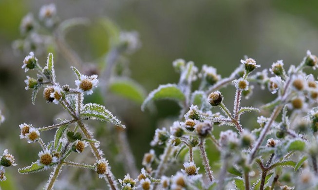 First frost, ice of fall at Daegwallyeong Pass